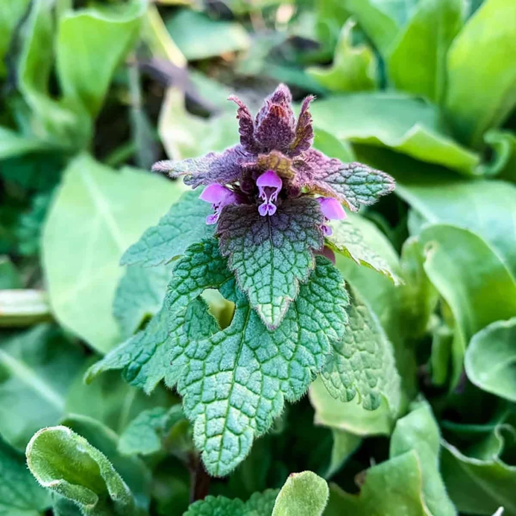 Purple Dead Nettle Medicinal Uses